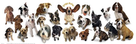 Dogs Rule by Anthony Matos art print
