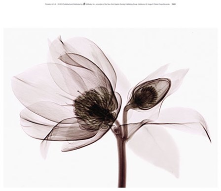 Helleborus III art print