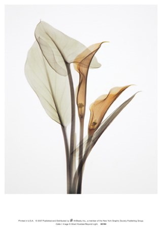 Calla I art print