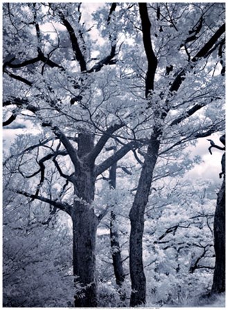 Illumination I art print