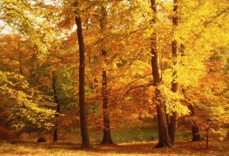 Autumn Trees, Cumbria, England by Panoramic Images art print