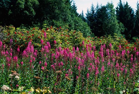 Pink Fireweed Wildflowers, Alaska by Panoramic Images art print