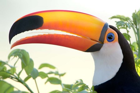 Toco toucan (Ramphastos toco), Pantanal Wetlands, Brazil by Panoramic Images art print