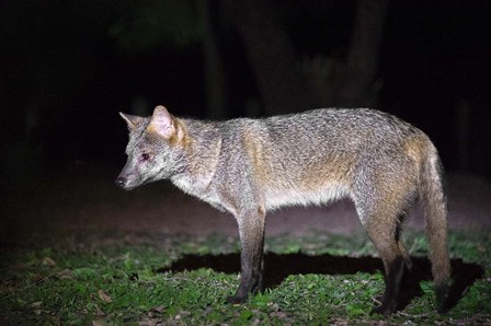 Crab-Eating Fox, Pantanal Wetlands, Brazil by Panoramic Images art print