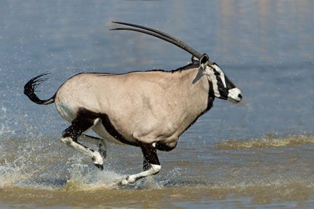 Gemsbok, Etosha National Park, Namibia by Panoramic Images art print