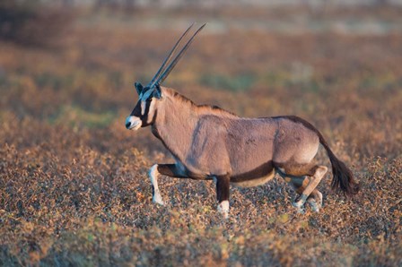 Gemsbok, Etosha National Park, Namibia by Panoramic Images art print