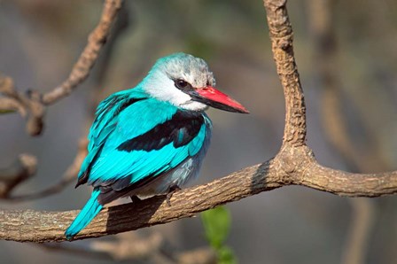 Woodland Kingfisher, Tarangire National Park, Tanzania by Panoramic Images art print