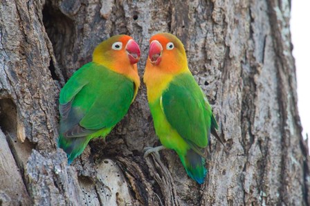 Fischer&#39;s Lovebird, Ndutu, Ngorongoro Conservation Area, Tanzania by Panoramic Images art print