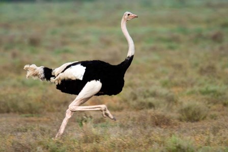 Masai Ostrich, Ndutu, Ngorongoro Conservation Area, Tanzania by Panoramic Images art print