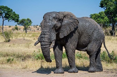African Elephant, Ndutu, Ngorongoro Conservation Area, Tanzania by Panoramic Images art print