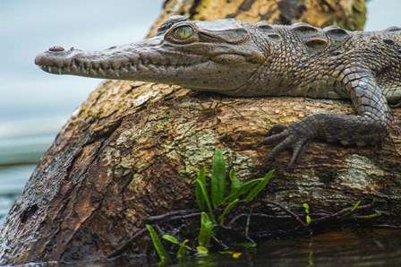 American Crocodile, Tortuguero, Costa Rica by Panoramic Images art print