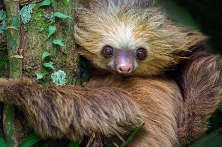 Two-Toed Sloth, Tortuguero, Costa Rica by Panoramic Images art print