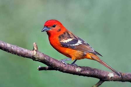Flame-Colored Tanager Savegre, Costa Rica by Panoramic Images art print