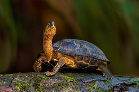 Black Marsh Turtle, Tortuguero, Costa Rica by Panoramic Images art print