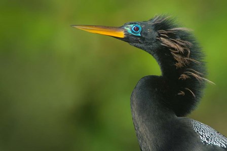 Anhinga, Tortuguero, Costa Rica by Panoramic Images art print