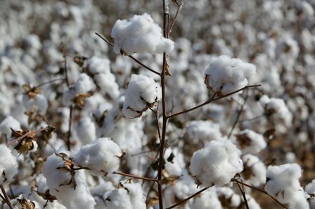 Cotton Plants, Wellington, Texas by Panoramic Images art print