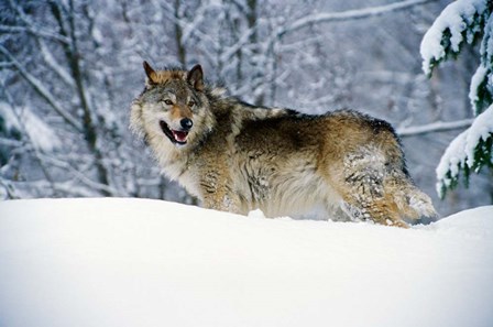 Gray Wolf in Snow by Panoramic Images art print