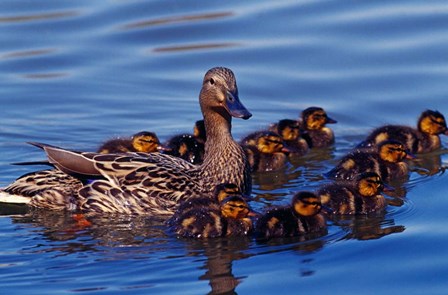 Female Mallard Duck with Chicks, Ohio by Panoramic Images art print