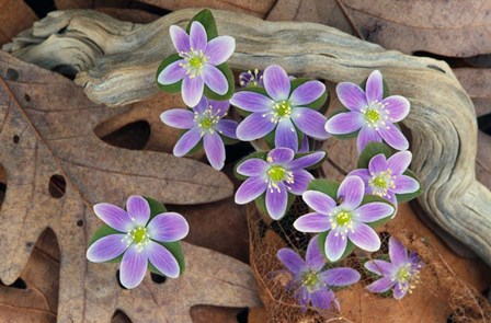 Hepatica Flowers, Michigan by Panoramic Images art print