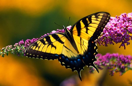 Male Tiger Swallowtail Butterfly by Panoramic Images art print