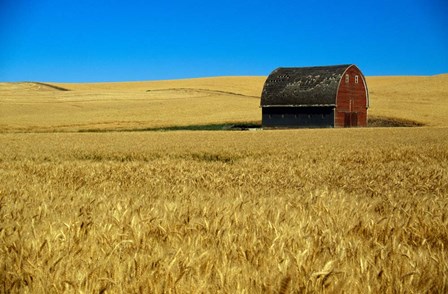 Red barn in wheat field, Palouse region, Washington, USA. by Panoramic Images art print