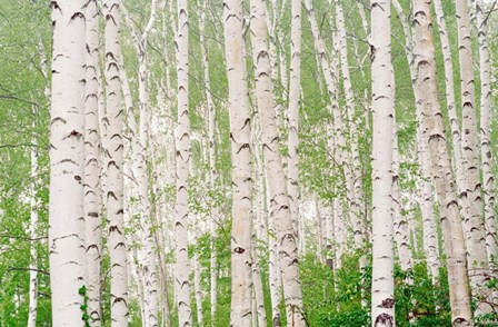 Aspen Trees by Panoramic Images art print