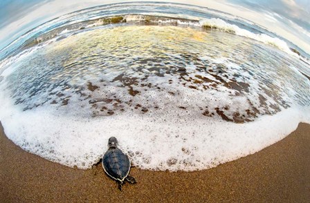 Green Sea Turtle, Tortuguero, Costa Rica by Panoramic Images art print