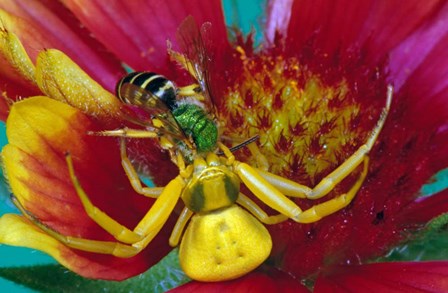 Goldenrod Crab Spider by Panoramic Images art print