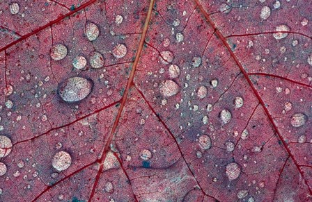 Water Droplets on Maple Leaf by Panoramic Images art print