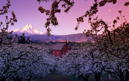 Apple Trees in Oregon by Panoramic Images art print