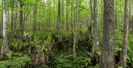 Six Mile Cypress Slough Preserve in Fort Myers, Florida by Panoramic Images art print