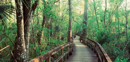Fakahatchee Strand State Preserve, Florida by Panoramic Images art print