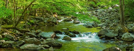 Creek in Great Smoky Mountains National Park, Tennessee by Panoramic Images art print