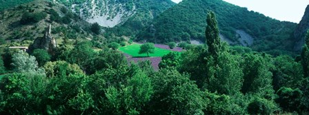 Cherry Trees in Lavender fField, Provence-Alpes-Cote d&#39;Azur, France by Panoramic Images art print