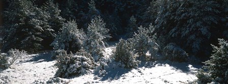 Snow Covered Firs, Provence-Alpes-Cote d&#39;Azur, France by Panoramic Images art print
