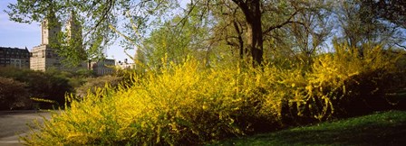 Central Park in spring with buildings in the background, Manhattan, New York City, New York State, USA by Panoramic Images art print