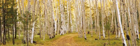 Dixie National Forest, Utah by Panoramic Images art print
