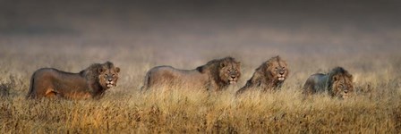 African Lions, Ngorongoro Conservation Area, Tanzania by Panoramic Images art print