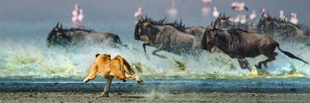 African Lioness, Ngorongoro Conservation Area, Tanzania by Panoramic Images art print