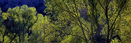 Cottonwood Trees, Gila Hot Springs, New Mexico by Panoramic Images art print
