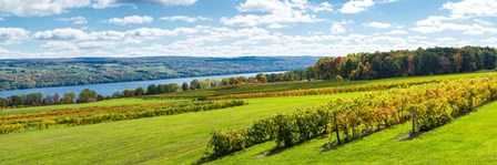Glenora Vineyard, Seneca Lake, Finger Lakes, New York State by Panoramic Images art print
