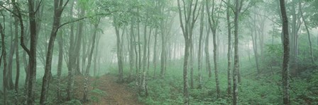 Forest Niigata Martsunoyama-cho, Japan by Panoramic Images art print