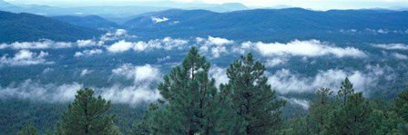 Tonto National Forest, AZ by Panoramic Images art print