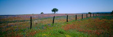 Wildflower Field, Texas by Panoramic Images art print
