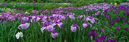 Iris Garden, Nara, Japan by Panoramic Images art print