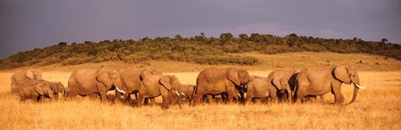 Elephant Herd, Kenya, Maasai Mara by Panoramic Images art print