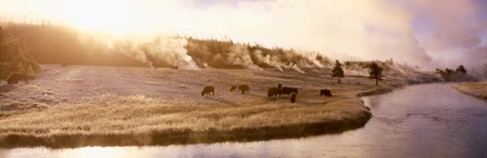 Bison Firehole River, Yellowstone National Park, WY by Panoramic Images art print