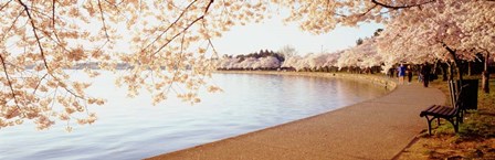 Cherry Blossoms by Panoramic Images art print