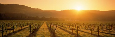 Napa Valley Vineyard, California by Panoramic Images art print