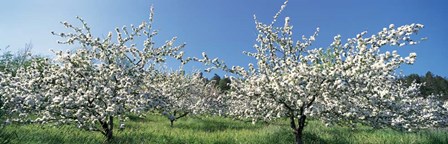 Apple Blossom Trees, Norway by Panoramic Images art print